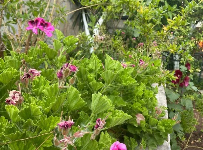 فيلة Tomsan اكياكا